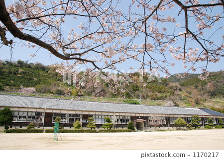 schoolhouse, school building, cherry blossom 1170217