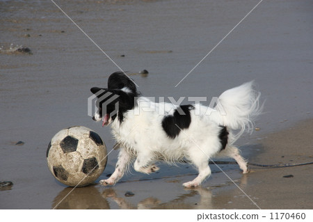 尾隨使用與球在海灘 1170460