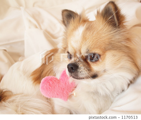 吉娃娃 心 毛孩 1170513