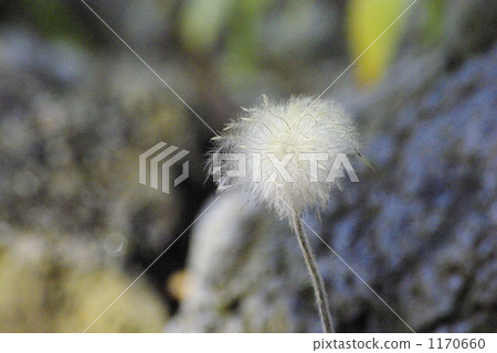 White fluffy seed of Okinagusa 1170660