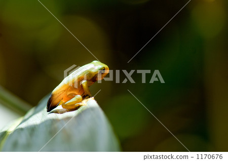 Young birds of Moria gull 1170676