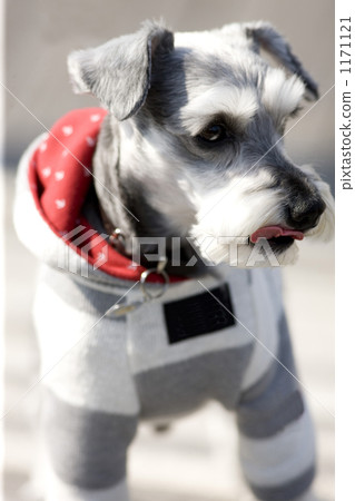  迷你雪納瑞犬 1171121