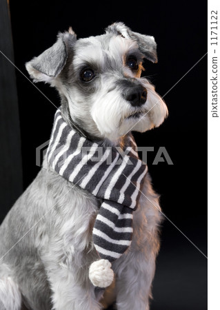 Miniature Schnauzer Miniature Schnauzer 1171122