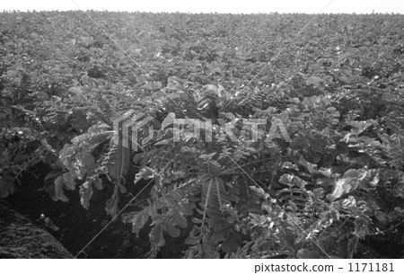 三浦半島·蘿蔔農場昭和58年 三浦半島·蘿蔔農場昭和58年 1171181