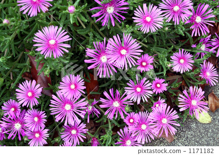 Matsubagiku盛開在大街上 1171182