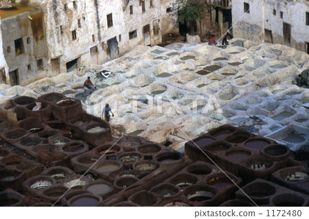 Fan's tannelli 1172480