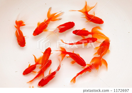 金魚 1172697