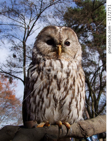 貓頭鷹 貓頭鷹 1172751