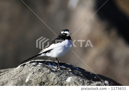 Wagtail 1173631