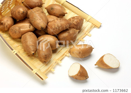 土圞兒屬 土圞兒屬 1173662