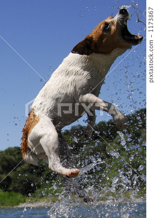 jack russell terrier, dog, dogs 1173867