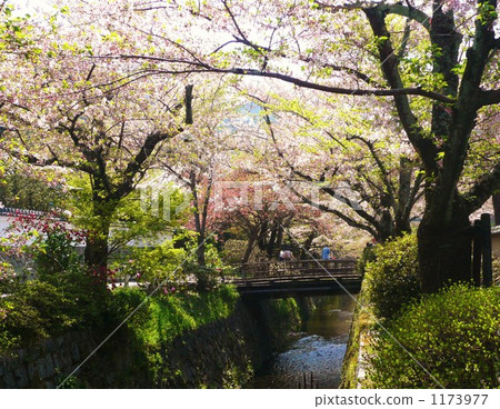 哲學家之路春天 哲學家之路春天 1173977