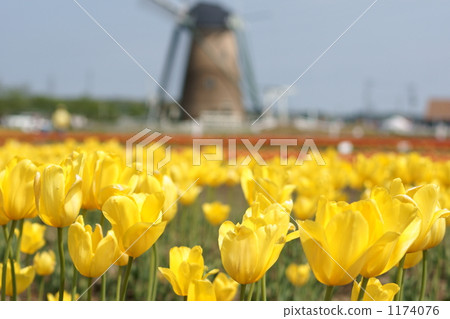 Tulip and windmill Tulip and windmill 1174076