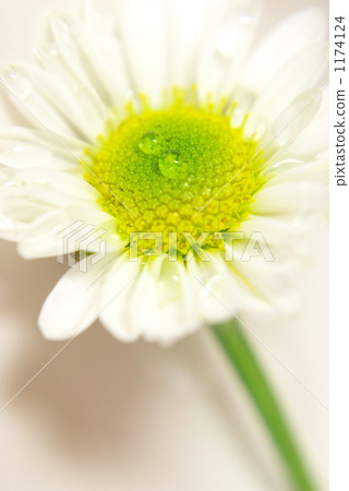 白色噴霧菊花 白色噴霧菊花 1174124