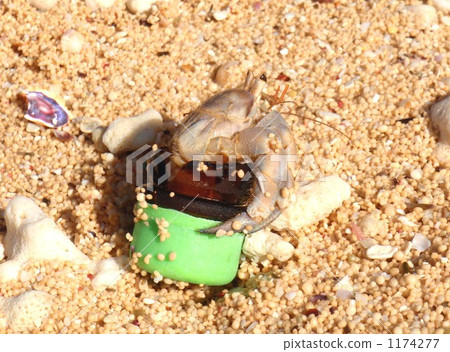 寄居蟹與瓶蓋 1174277