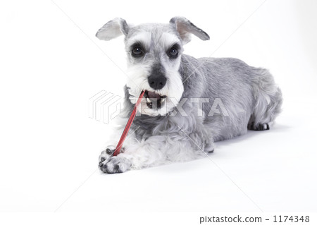  Miniature Schnauzer 1174348