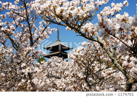 Omuro cherry tree 6 Omuro cherry tree 6 1174701