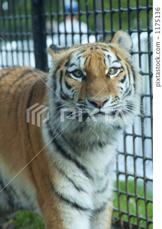 虎 1175136