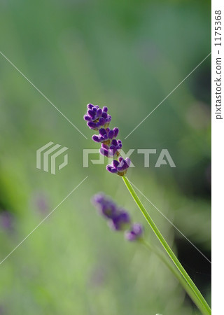 lavender lavender 1175368