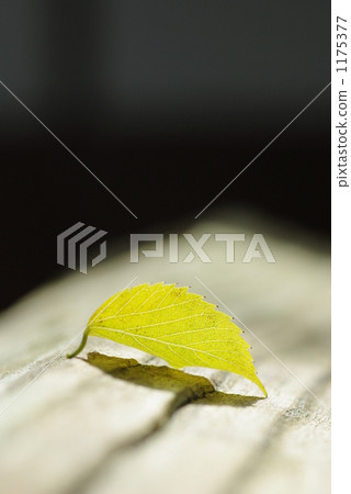 Yellow fallen leaves 1175377