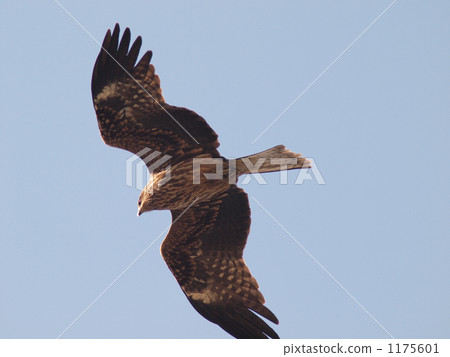 black kite, wild bird, bird 1175601