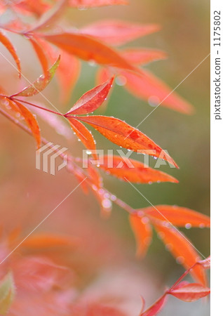 南部天空 南天竹 舉起 1175802