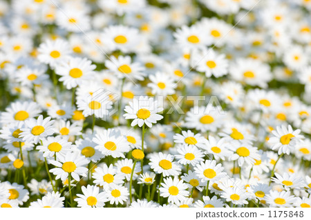 North pole flowers 1175848