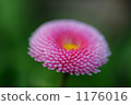 Daisy 1176016