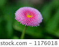 Daisy 1176018