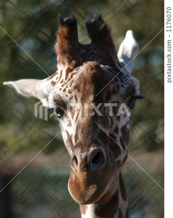 reticulated giraffe, giraffe, giraffa 1176070