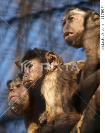 capuchin monkeys, monkey, monkeys 1176074