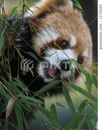 red panda, Ailurus, nogeyama zoo 1176085