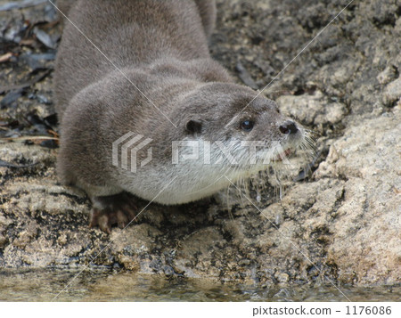 otter, otters, yokohama zoo 1176086