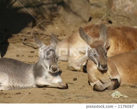 red kangaroo, kangaroo, kangaroos 1176087
