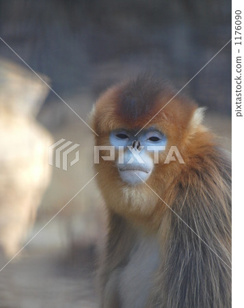 monkey, monkeys, yokohama zoo 1176090