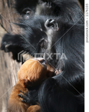 樹頂 三隻動物 若西亞動物園 1176103