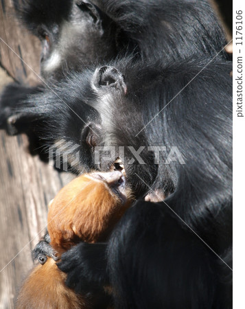 on top of tree, three animals, zoorasia 1176106