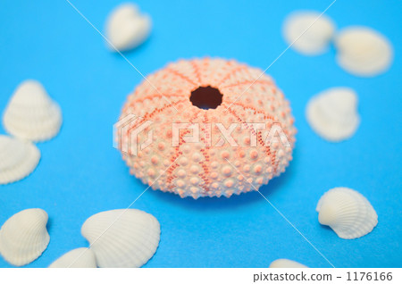 夏天海浪的形象怎麼樣？ 1176166