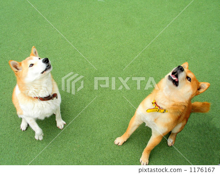 Look up at the bait 1176167