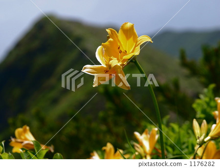 Ezokann elephant at Shari 1176282