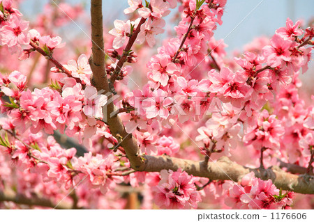 Peach flowers in full bloom 1176606
