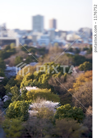 Cherry blossoms of the East Palace 1176752