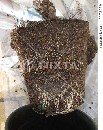 Pull out from potted plant in preparation for replanting roses. 1178059