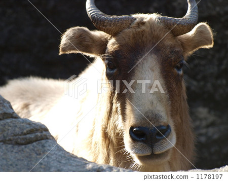 a golden takin, a golden gnu-goat, yokohama zoo 1178197