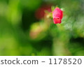 Erika 1178520
