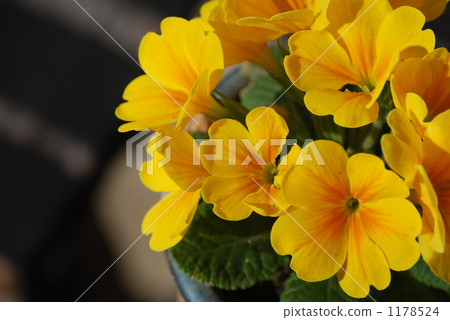 黃色花報春花 1178524