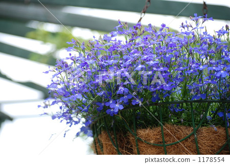 半邊蓮 桔梗科 小花 1178554