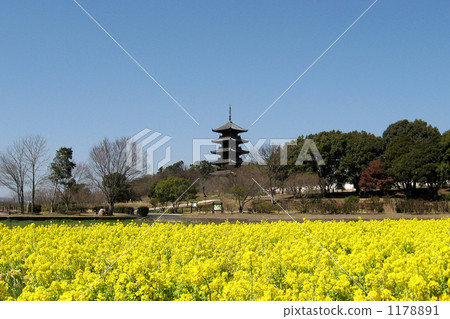 Kikubo Road of Okayama, Five-story pagoda of Bikkyo Kokubunji floating in the rape field 1178891