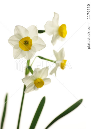 Japanese daffodil Japanese daffodil 1179230