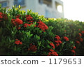 Bougainvillea blooms in a morning glow Bougainvillea blooms in a morning glow 1179653
